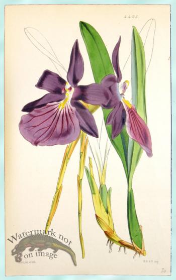 Curtis Orchids 12